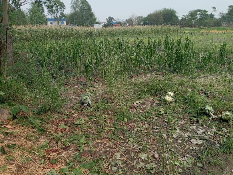 गौरादहमा हावापानी सँगै आएको असिनाले किसानले लगाएको बालि नष्ट