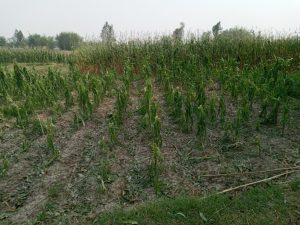 Online Bichar विकास, समृद्धी र सुशासनको पहरेदार