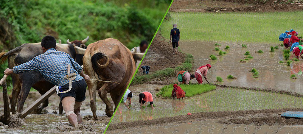 साउन अन्तिम साता देशभर ९७.८९ प्रतिशत धान रोपाइँ सम्पन्न