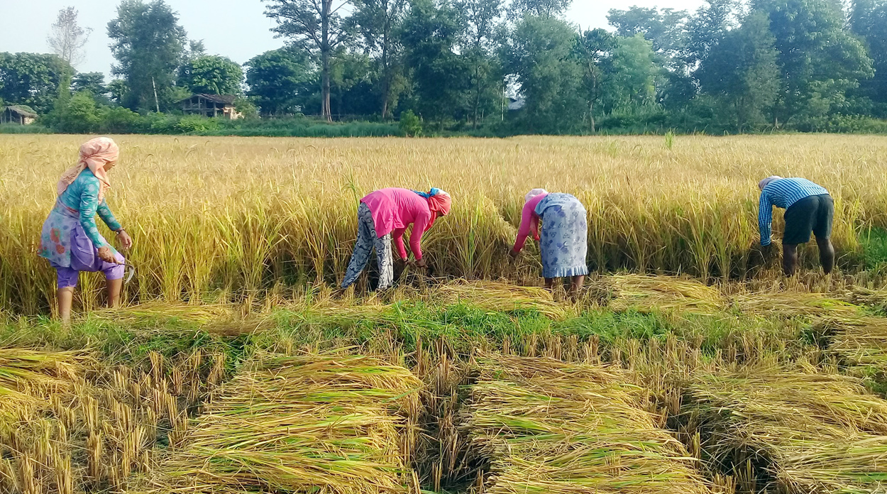 अबको केही दिन धान काट्दा र थन्क्याउँदा विशेष ध्यान दिनुपर्ने