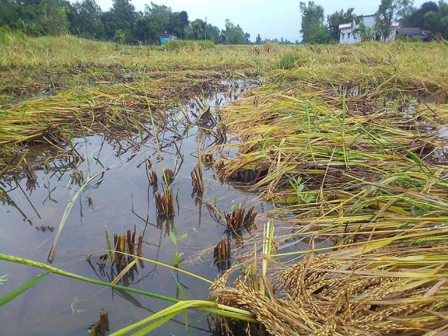 बेमौसमी वर्षाले धानबालीमा क्षति बेहोरेका किसानलाई राहत वितरण गरिने