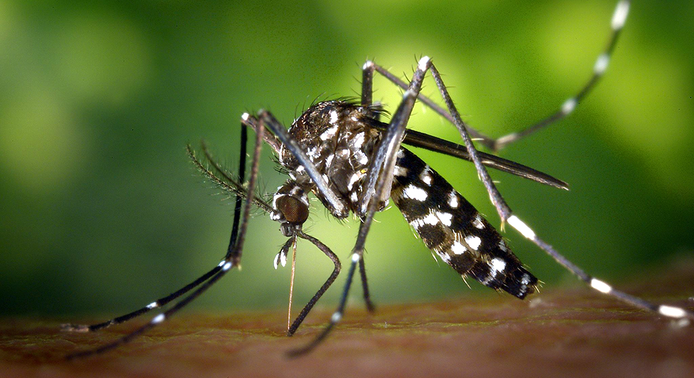 ७५ जिल्लाबाट १५ हजार ४ सय २३ जनामा डेंगु संक्रमण पुष्टि, डेंगु संक्रमित १६ जनाको मृत्यु
