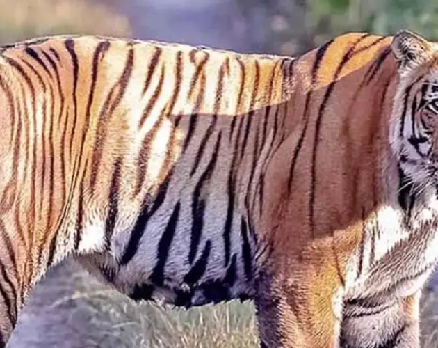 भारतमा बाघको सङ्ख्या तीन हजारभन्दा बढी पुग्यो