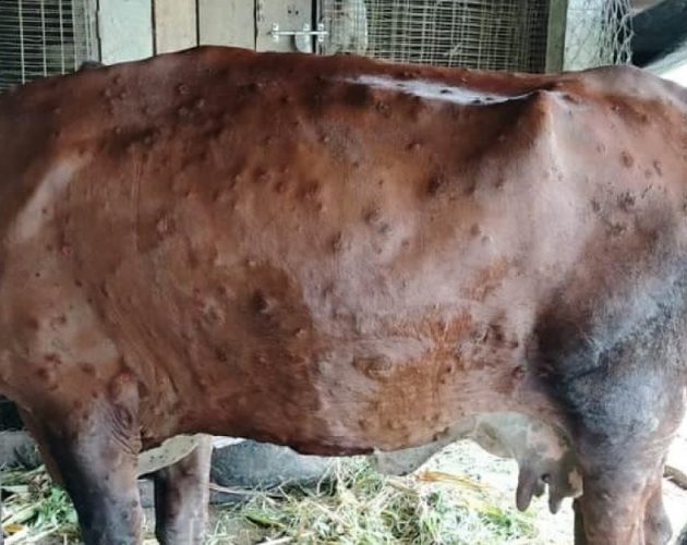 देशभरि लम्पी स्किन रोगबाट २२ हजार बढी गाईभैँसी संक्रमित