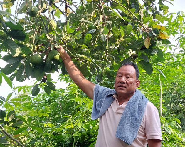 इलाममा एभोकाडो खेतीप्रति किसानको आकर्षण बढ्दै