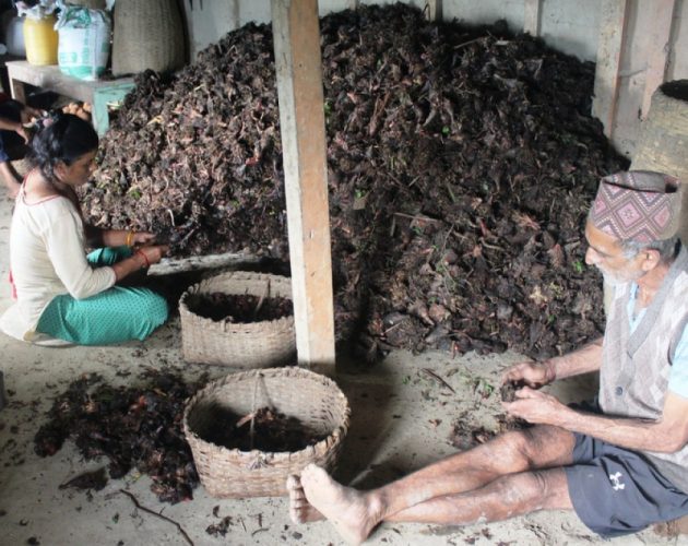 आधुनिक खेतीप्रणालीको प्रयोगसँगै अलैँचीमा सुधार गरेपछि इलामका किसानले आम्दानी बढाउँदै