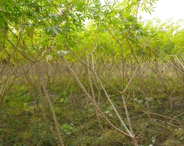 इलामका किसान सिमल तरुल खेतीतर्फ आकर्षित