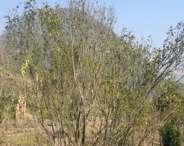 इलाममा पकेट क्षेत्रमै सुकेर मर्न थाले सुन्तलाका बोट