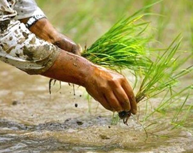 धानको मूल्यमा वृद्धि भएसँगै चैते धान खेतीतर्फ झापाका किसान आकर्षित
