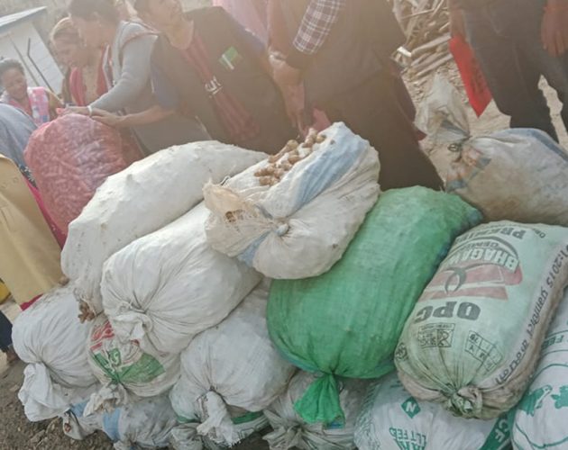 इलामको माङसेबुङमा बेसार उत्पादन र प्रवर्द्धन सुरु