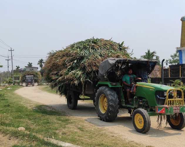 बोटसँगै मकै बिक्री भएपछि झापाका किसान उत्साहित