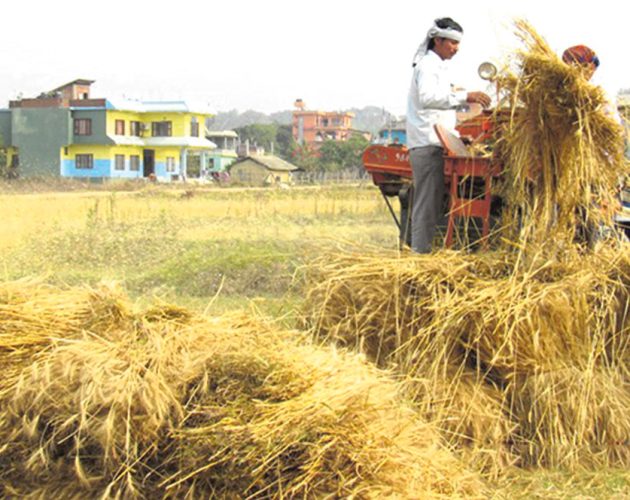 कोशी प्रदेशमा गहुँको उत्पादनमा ह्रास