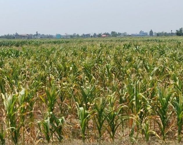 झापामा लामो खडेरीले खेतमै बाली सुक्न थालेपछि किसान चिन्तामा