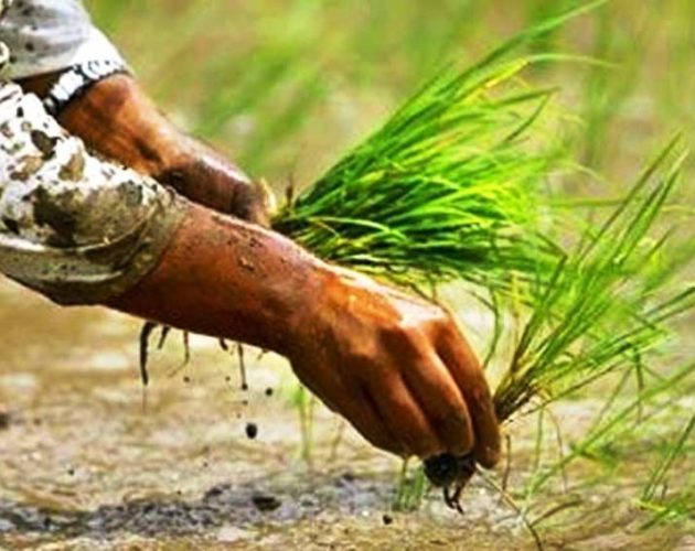देशभर ६९ प्रतिशत रोपाई