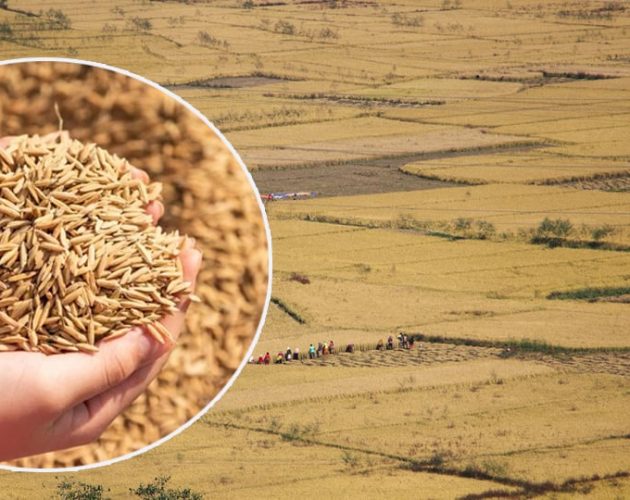 सरकारले धानको समर्थन मूल्य तोक्यो