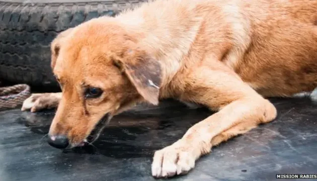 कुकुरलाई रेबिज लागेको कसरी चिन्ने