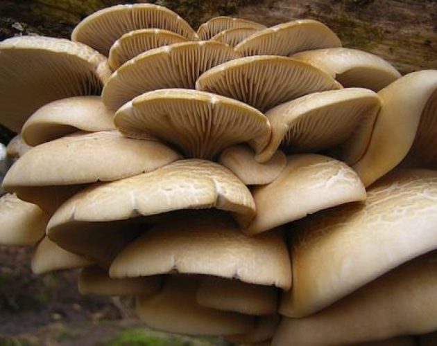 जंगली च्याउ खाँदा झापामा ११ जना बिरामी, ९ जना थप उपचारका लागि रिफर
