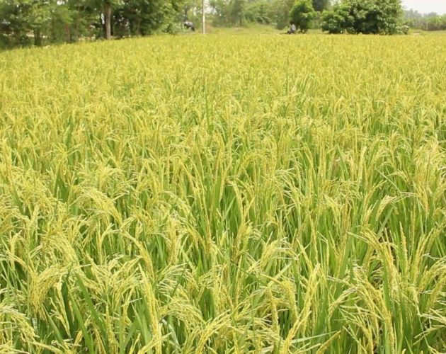 चैते धानको उत्पादन बढेपनि मूल्यमा गिरावटका कारण किसान चिन्तित