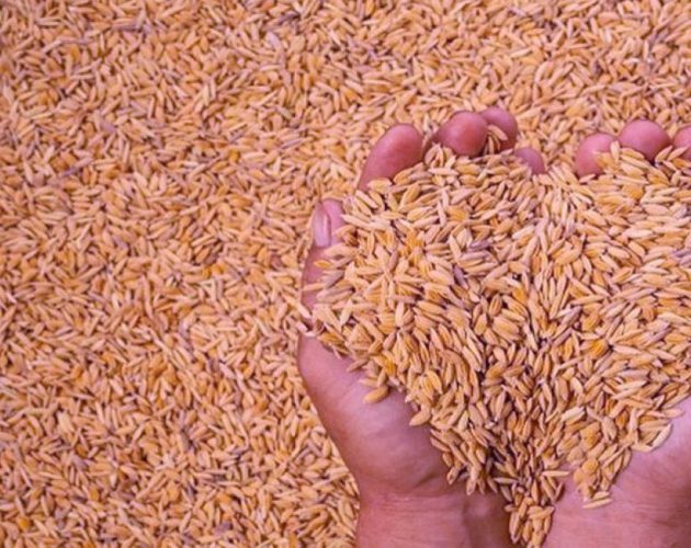 झापाका कृषकले पाएनन् चैतेधानको न्यूनतम समर्थन मूल्य