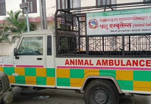 घाइते वा अशक्त जनावरको उद्धारका लागि ‘एनिमल एम्बुलेन्स’ सञ्चालनमा