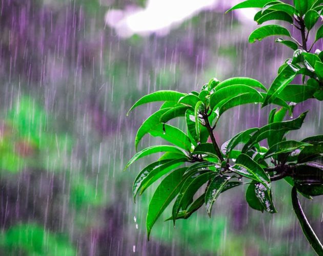 तीन दिन मौसम कम सक्रिय रहने, अधिकांश क्षेत्रमा छिटफुट वर्षा मात्रै