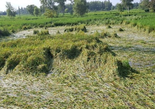 असोजको वर्षाले कृषिमा साढे ३ अर्बको क्षतिे