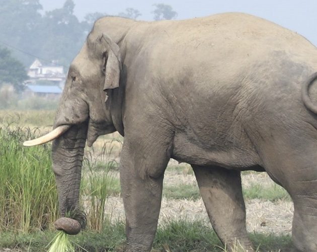 बारामा हात्तीको आक्रमणबाट ट्रक चालकको मृत्यु