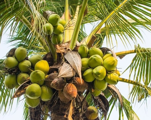 झापामा नरिवलको खेती सुरु