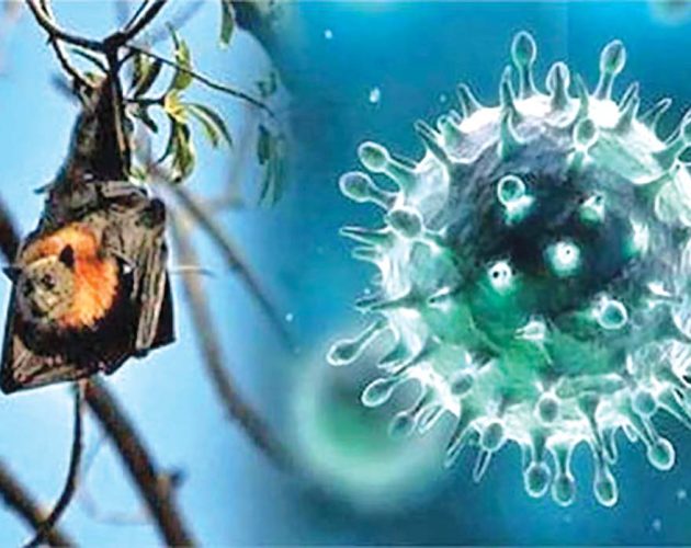 निपाह भाइरसको उच्च जोखिममा नेपाल