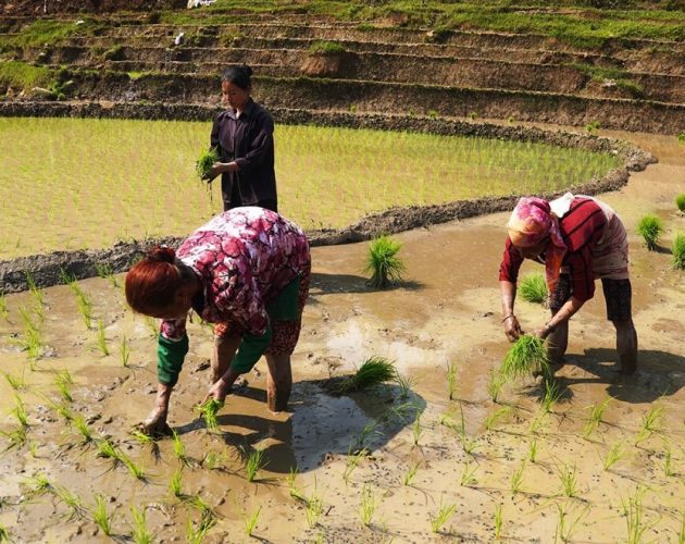 चैते धानको समर्थन मूल्य सिफारिस