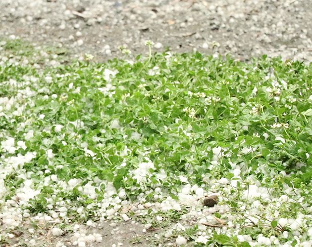 झापामा हावाहुरी र असिनाले अर्बौँको क्षति, मकैबाली सबैभन्दा प्रभावित