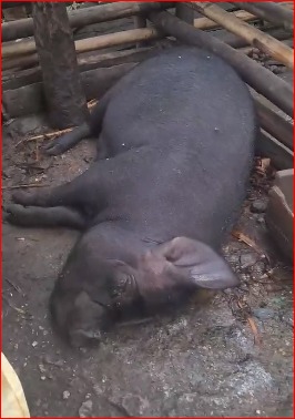 मेचीनगरमा चट्याङ लागेर एक व्यक्ति घाइते, एक माउ सुगुरको मृत्यु