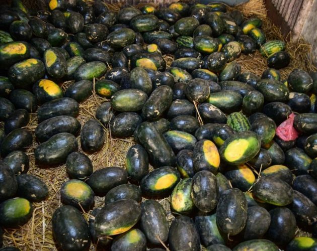 खरबुजा खाँदा चार जनाको मृत्यु, खाद्य विषाक्तताको आशंका