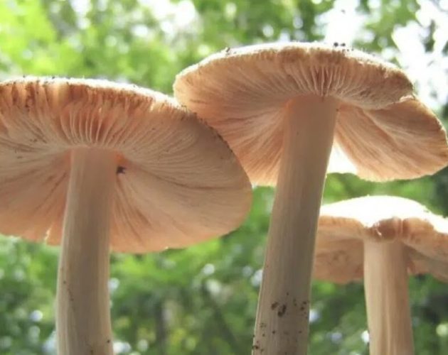 चितवनमा जंगली च्याउ खाँदा दुईजनाको मृत्यु