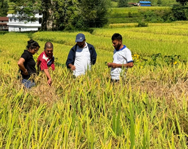 अब किसानले बाली रोप्नुअघि नै प्रमुख बालीको न्यूनतम समर्थन मूल्य बारे जानकारी पाउने