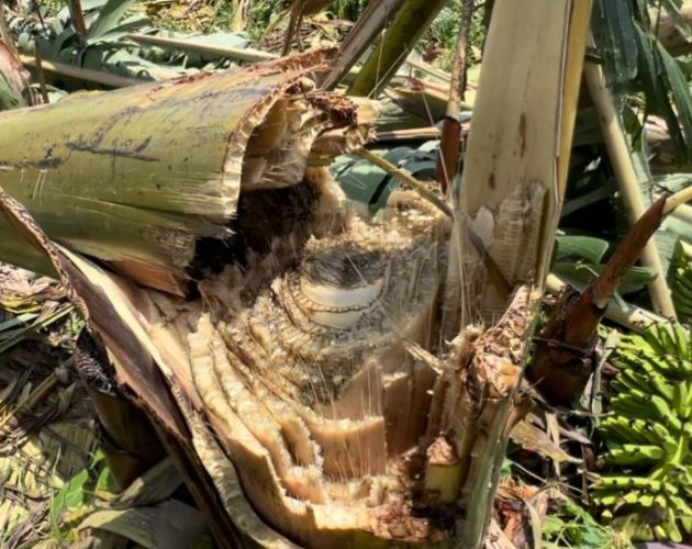 झापाको बाह्रदशीमा हावाहुरीले ६० बिघा केरा खेती नष्ट, ३ करोडभन्दा बढी क्षति