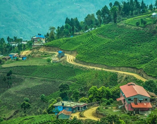 निर्यात अवरोधपछि असार ४ देखि १६ चिया उद्योग बन्द हुने