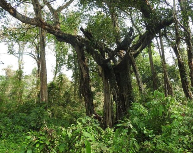 वन क्षेत्र कम, जनघनत्व बढीः झापामा ५० हेक्टरमा बृक्षारोपण गरिने