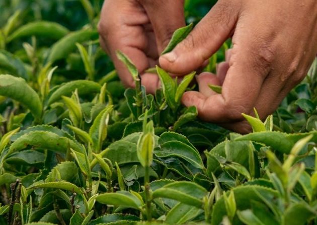 दुई महिनापछि भारततर्फ नेपाली चियाको निर्यात फेरि सुरु