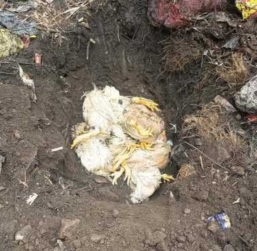 भारतबाट अवैध रूपमा ल्याइँदै गरेको ब्रोइलर कुखुरा बरामद गरी नष्ट