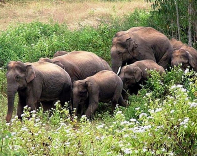 हात्तीको आतंकले बाहुनडाँगीमा रोपाइँ प्रभावित, किसान त्रासमा