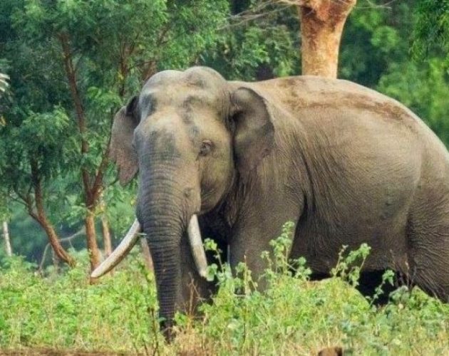 जङ्गली हात्ती गाउँ पसेर ६ घरमा क्षति