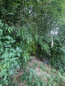 Online Bichar विकास, समृद्धी र सुशासनको पहरेदार
