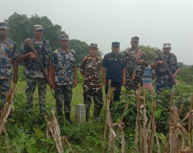 संयुक्त सीमा गस्तीका क्रममा दशगजा क्षेत्रमा रहेका चियाका बोट हटाइयो