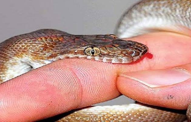 झापाको गौरीगञ्जमा सर्पले डसेर एक वृद्धाको मृत्यु
