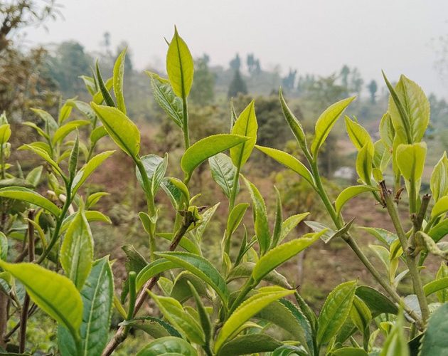 भारततर्फ चिया निर्यातमा देखिएको समस्या समाधान गर्न कार्यदल गठन