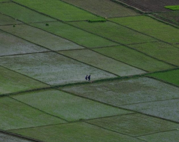 देशभर झन्डै ८० प्रतिशत धान रोपाइँ सम्पन्न