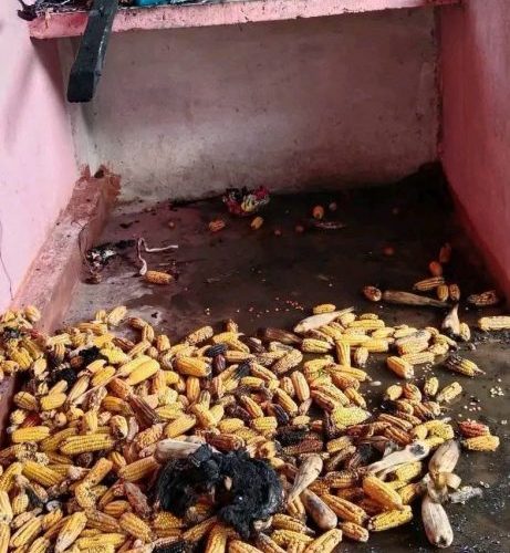 मेचीनगरमा आगलागी, दुई घर र गोठ जल्दा १६ लाखको क्षति