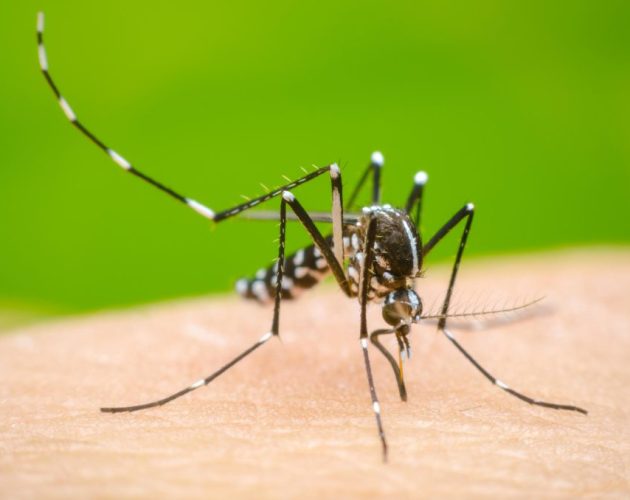 झापामा डेंगु संक्रमण बढ्दो, बिर्तामोड र दमक सबैभन्दा प्रभावित