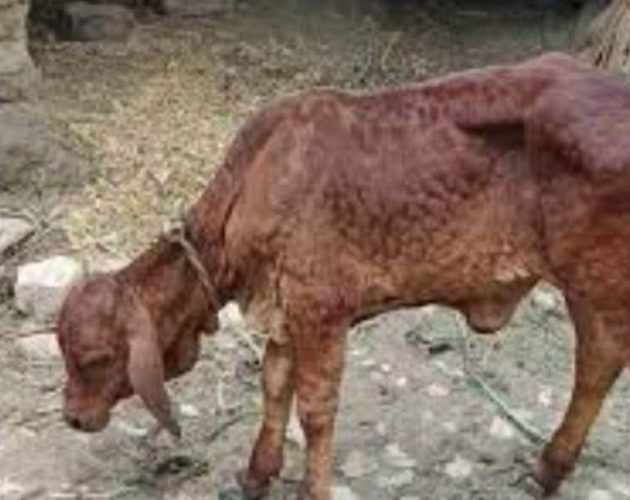गत वर्ष १५ हजारभन्दा बढी संक्रमित भएको झापामा फेरि देखियो लम्पी स्किन संक्रमण